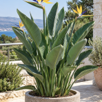 Strelícia kráľovská (Strelitzia Reginae) ´MANDELA´S GOLD´ - výška 20-40 cm, kont. C3L